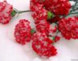 «Урок мужества» под открытым небом состоится в день   70-летия освобождения Луганской области от фашистских захватчиков