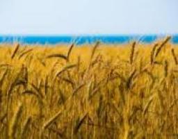 Мероприятия общественных организаций: в Луганске состоится «Праздник Урожая – 2013»