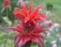 Фестиваль-презентація ХІ Всеукраїнського фестивалю сучасної пісні та популярної музики “Червона рута”