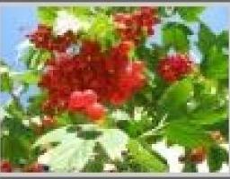 Фольклорний фестиваль "Червона калина"