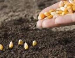 Підведення підсумків сівби озимих культур