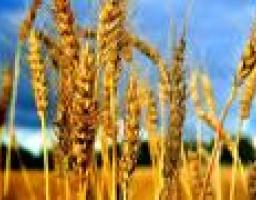 Станом на 1 жовтня виробництво зернових та зернобобових культур у порівнянні з минулим роком зменшилось на 14,0 % і склало 1,03 млн тонн