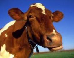 Надежда Струтинская: Глава облгосадминистрации поставил задачу развивать молочное скотоводство в крупных агроформированиях