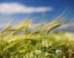 Весенний сев, развитие молочного производства и овощеводства – приоритеты в сельском хозяйстве Луганщины на ближайшую перспективу. – Надежда Струтинская