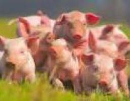 Случаев заражения африканской чумой на территории Украины не зафиксировано