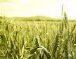 Сівбу ранніх зернових культур завершено