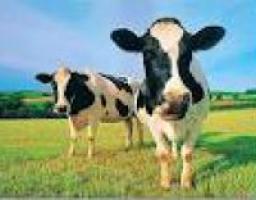 Дотації на отримання худоби розпочнуться з червня