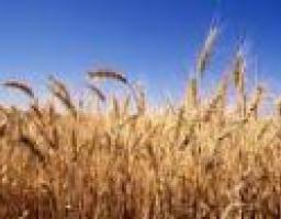 Луганщина почала збір урожаю ранніх зернових культур