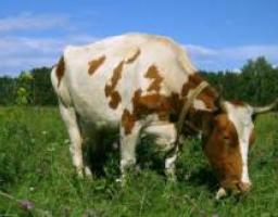 Молочні кооперативи – це потужний фактор розвитку села Луганщини