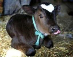 Про використання коштів за державною програмою Підтримки галузі тваринництва у вересні 2012 року