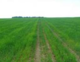 Аграріями області завершено сівбу озимих культур