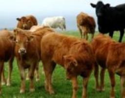 Про використання коштів за державною програмою Підтримки галузі тваринництва у жовтні 2012 року