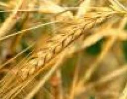 Аграрии Луганщины обсудили итоги 2012 года и перспективы на 2013 год