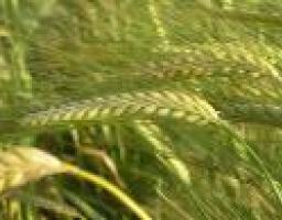 На Луганщині завершується збиральна компанія ранніх зернових та зернобобових культур