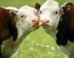 Підсумки роботи галузі тваринництва за І квартал 2013 року