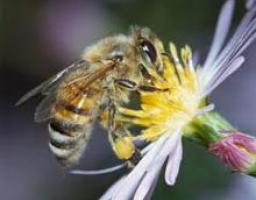 Бджільництво, як інтегруючий елемент для стійкого розвитку аграрного сектору