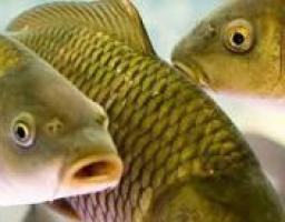 Програма розвитку рибного господарства Луганської області на 2013 – 2016 роки