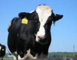 Державна атестація суб’єктів племінної справи у тваринництві та птахівництві