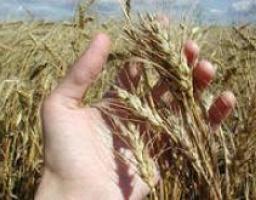 Уборка ранних зерновых и зернобобовых культур урожая 2013 года завершена