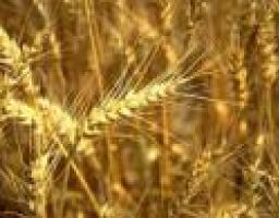 Уборка ранних зерновых и зернобобовых культур урожая 2013 года подходит к завершению