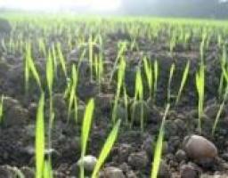 Аграрии Луганщины посеяли нетрадиционные для области культуры: лен и горчицу