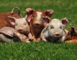 Стан справ галузі тваринницва