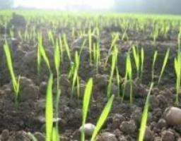 О состоянии посевов озимых культур