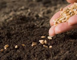 За  темпами сівби озимих культур Луганська область посідає перше місце в Україні