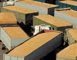 До уваги виробників та перевізників зернових та технічних культур