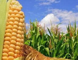 УКРАЇНА НАРОЩУЄ ЕКСПОРТ КУКУРУДЗИ