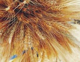 У цьому році на Луганщині планується зібрати понад 1 млн тонн ранніх зернових культур 