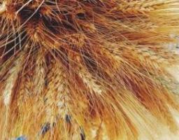 У цьому році на Луганщині планується зібрати понад 1 млн тонн ранніх зернових культур