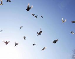 «Повернемо мир на Донбас»: голуби – символ миру – були випущені в небо над Луганськом і Сєвєродонецьком