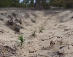 На Луганщині відновлюють знищений війною ліс