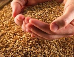 На Луганщині перевірено понад 5 тисяч тонн насіння для посівної кампанії – 2017