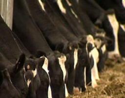 Цього року на Луганщині планується створити три обслуговуючі кооперативи, де підвищуватимуть якість молока