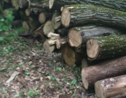 На Луганщині СБУ припинила масштабну незаконну вирубку лісу