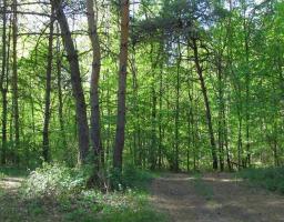 Про профілактику щодо попередження лісових пожеж та інших надзвичайних ситуацій у літній період йшлося на брифінгу для ЗМІ 