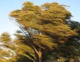 Правила поведінки при сильному вітрі