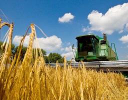 На Луганщині зібрано рекордний врожай озимої пшениці