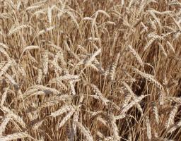 Сільгоспвиробники Луганщини залучають мільйони гривень державної підтримки