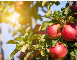 єРобота: як держава підтримує агропідприємства