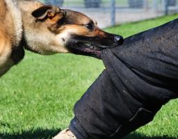 Від укусів тварин в області постраждали та звернулися за антирабічною допомогою 857 осіб