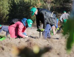 Понад 50 тисяч саджанців дубів висадили на Луганщині у рамках програми Президента «Зелена країна»