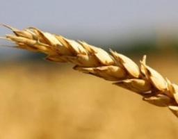 Близько 70 тис. тонн зерна нового врожаю росіяни вже відібрали у фермерів Луганщини і вивезли