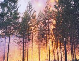 100 % вирубки лісів в Станично-Луганському районі – це згорілі дерева після обстрілів та бойових дій