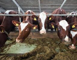 В області планують збудувати молочний комплекс на 100 голів великої рогатої худоби