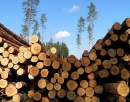 Указ президента України №511/2019  Про деякі заходи щодо збереження лісів та раціонального використання лісових ресурсів