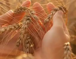 Стартував прийом заявок на бюджетну субсидію для аграріїв з прифронтових територій