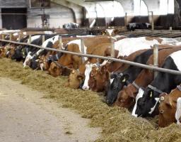 Термін подання документів для отримання дотації на велику рогату худобу подовжено до 1 травня